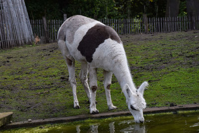 Horse standing in a farm