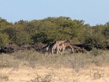 animal