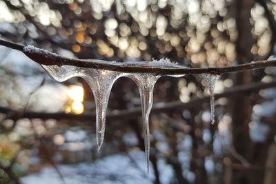 Close-up of frozen tree during winter