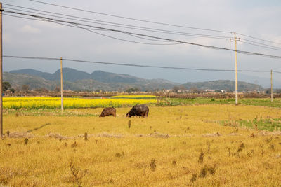 animal themes