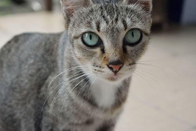 Close-up portrait of kitten standing at home