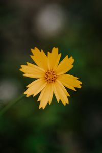 Close-up of yellow flowering plant