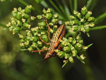 Close-up of butterfly on plant