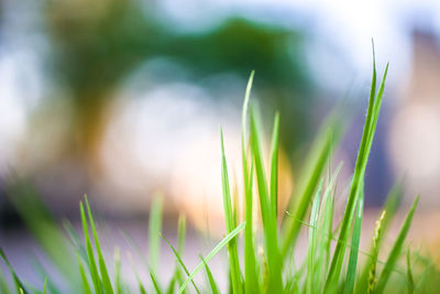 Close-up of grass growing on field