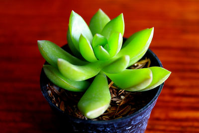High angle view of succulent plant on table