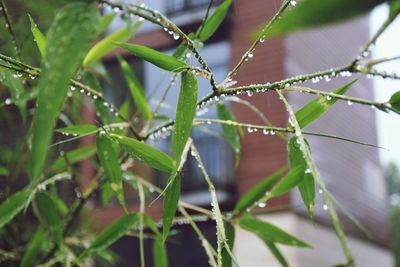 Close-up of plant against blurred background