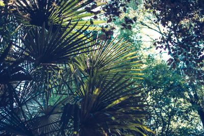 Low angle view of palm trees