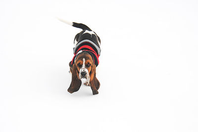 Portrait of dog against white background