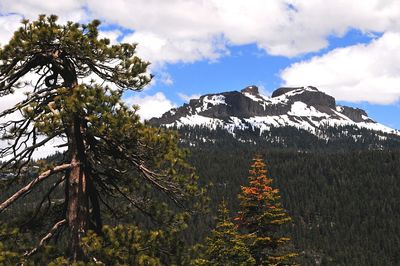 Trees on mountain against sky