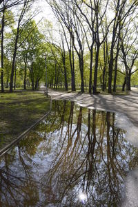 Reflection of trees in lake against sky