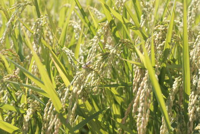 Close-up of wheat growing on field