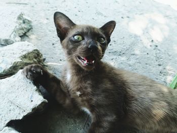 Portrait of cat sitting outdoors