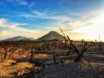 Scenic view of field against sky during sunset