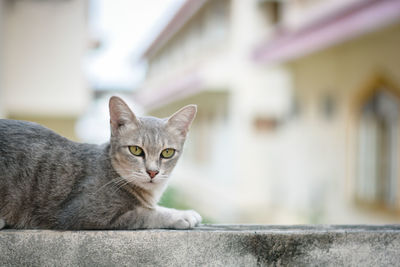 Portrait of cat on retaining wall