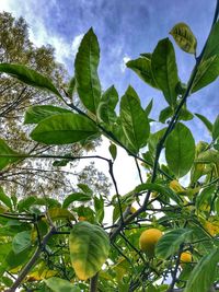 Low angle view of banana tree against sky