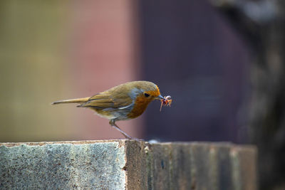 Close-up of bird perching on wood