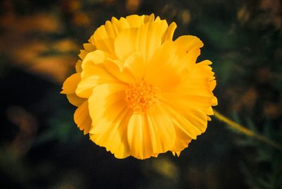 Close-up of yellow flower