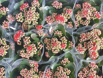 Full frame shot of red flowers for sale in market