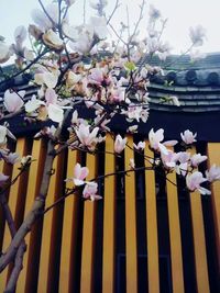 Close-up of fresh flowers blooming on tree against sky