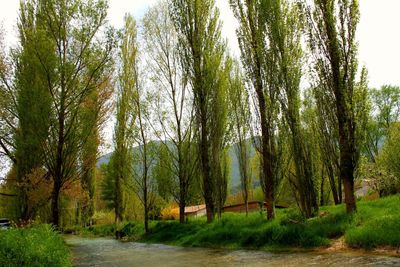 Trees in forest