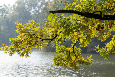 Tree with yellow leaves in lake