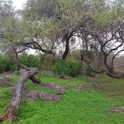 Trees on field in forest