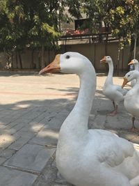 Close-up of swan perching on riverbank