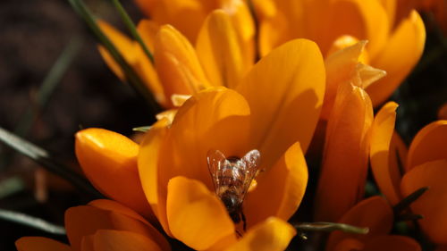 Close-up of orange day lily blooming outdoors