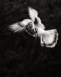 Close-up of bird flying