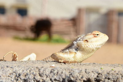 Close-up of a lizard looking away