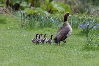 Mallard ducks on field