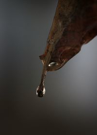 Close-up of turtle in water