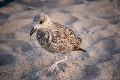 Close-up of seagull on sand