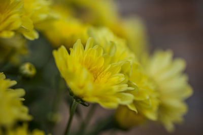 Close-up of yellow flowering plant