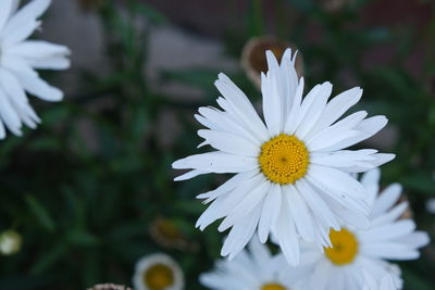 Close-up of white daisy