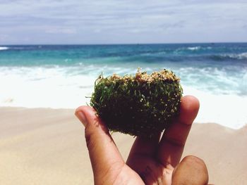 Cropped image of hand holding seaweed at beach