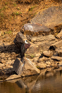 View of a bird on rock