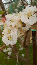 Close-up of white flowering plant