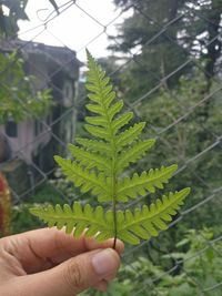 Close-up of hand holding plant leaves
