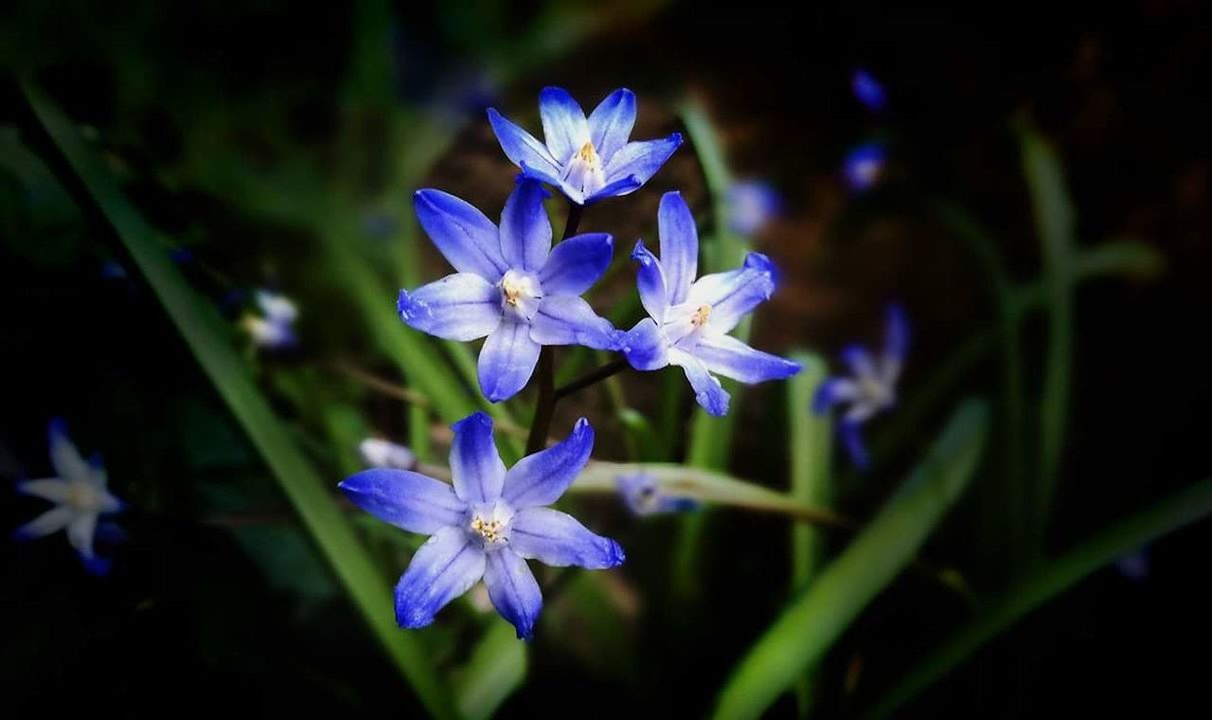 CLOSE-UP OF PURPLE FLOWERS