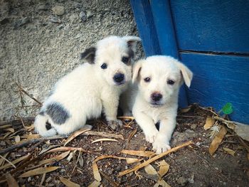 Close-up of puppies sitting besides blue door against wall