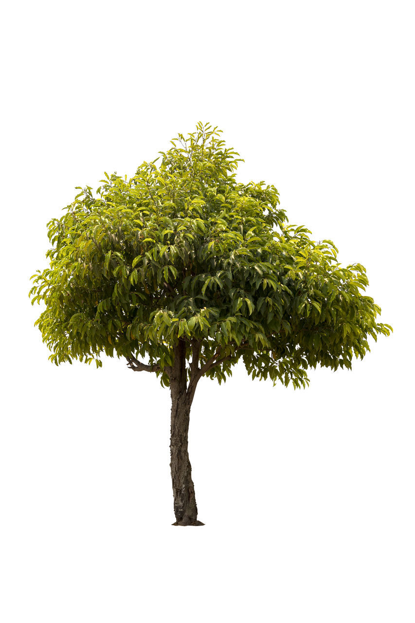 CLOSE-UP OF FRESH PLANT AGAINST WHITE BACKGROUND