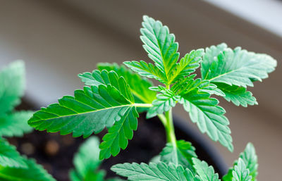 Close-up of green leaves