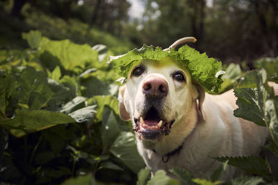 Close-up portrait of a dog