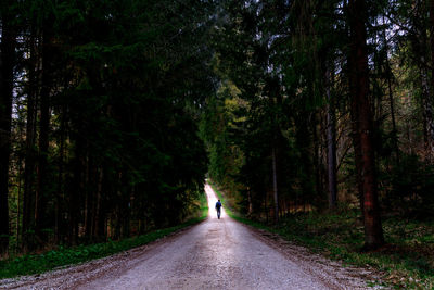 Rear view of man walking on road amidst trees in forest