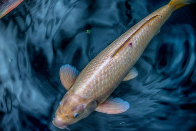 High angle view of fish swimming in sea