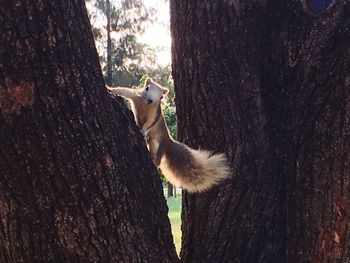 Dog on tree trunk