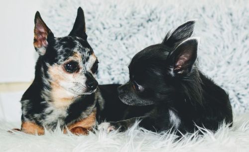 Close-up of two dogs