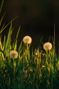 Close-up of flowering plants on field