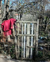 Clothes hanging on tree